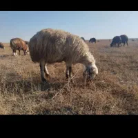 نیازمندچوپان