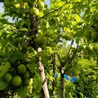 باغ رایگان برای مهمانهای شهرستان