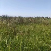 فروش زمین باغی 725 متررشت روستای طرازکوه(نسق)|فروش زمین و ملک کلنگی|رشت, پسیخان|دیوار
