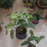 حراج گل آپارتمانی