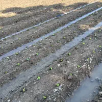 کاشت نشا|خدمات باغبانی و درختکاری|دزفول, |دیوار