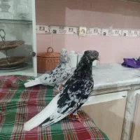 کبوتر دمسفیدلکه دار نروماده