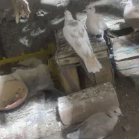 کبوتر خانگی|پرنده|ایرانشهر, |دیوار