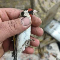 سهره ماده|پرنده|سیرجان, |دیوار