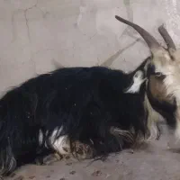 بز داشتی