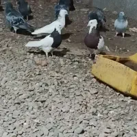 فروش کبوتر|پرنده|فهرج, |دیوار