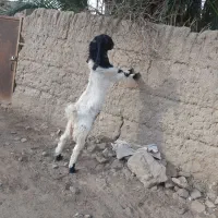 نر بز پاکستانی یا گلابی چپش