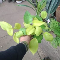 پتوس|گل و گیاه طبیعی|مشهد, نیروی هوایی|دیوار