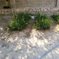 نهال|خدمات باغبانی و درختکاری|طرهان, |دیوار