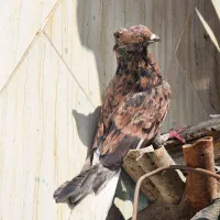 کوهی دم سفید نر|پرنده|اهواز, کوی رمضان|دیوار