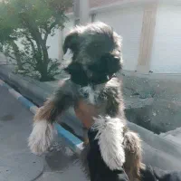 سگ نژاد سینشو 3ماهه