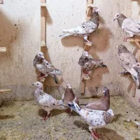 کبوتر سرور دورگ. کله سفید. خوشرنگ. چپ خوشرنگ هوایی|پرنده|لنجان, |دیوار