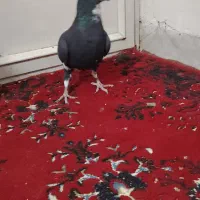 نر پلنگ اسطوره