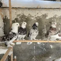 کلوتر هما کاکلی پاپر
