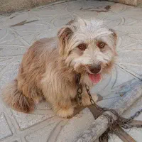 سگ پاکوتاه.تحویل فوری