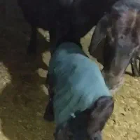 فروش یک راس میش سیمنتال پر شیر .دوقلو زا|حیوانات مزرعه|مینودشت, |دیوار