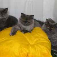 گربه نژاد اسکاتیش ۵ ماهه|گربه|قوچان, |دیوار