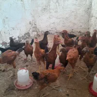 ۲۵ جوجه محلی لاری و پاپر هم دارن فاضل آباد