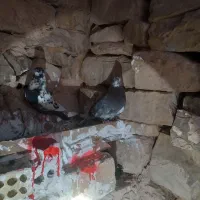 کاشنی بالا گیر