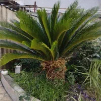 گل سیکاس و گل پالم بزرگ