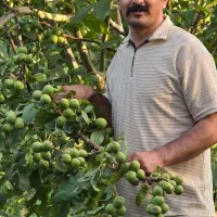 نهال‌گردو پربار، سودطلایی|خدمات باغبانی و درختکاری|جوانرود, |دیوار