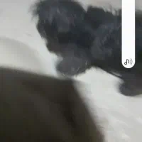 واگذاری سگ زینتی