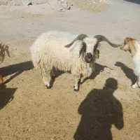 گوسفند زنده نر و ماده