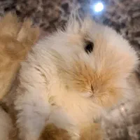 خرگوش لوپ (بانی) با تمام وسایل