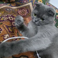 گربه اسکاتیش|گربه|شیراز, شهرک گلدشت حافظ‎|دیوار