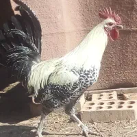 خروس یکی ززیبا|حیوانات مزرعه|رفسنجان, |دیوار