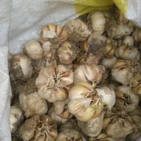 سیر|عمدهفروشی|آستارا, |دیوار