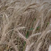 زمین کشاورزی قرق ابی برای فروش ۴هکتار|فروش دفتر صنعتی، کشاورزی، تجاری|بهبهان, |دیوار