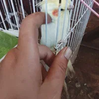 عروس معاوضه با سهره