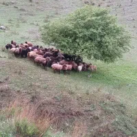 میش بره دار