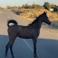 مادیان و کره ۵ ماهه درجه یک