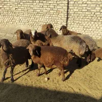 بره ماده هترو