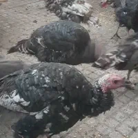 بوقلمون ارگانیک