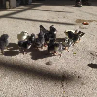 جوجه گلین موجوده|حیوانات مزرعه|گتوند, |دیوار