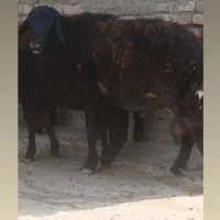 قوچ