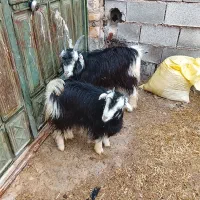 بز ترکی|حیوانات مزرعه|شیراز, گویم|دیوار