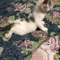 گربه