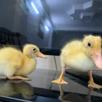 جوجه اردک ۲۰ روزه