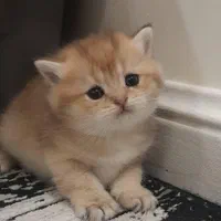 مجموعه گربه در تمامی نژاد ها MeowHop|گربه|کرمان, |دیوار