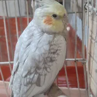سه عدد عروس هلندی دو تاشون گفتن یکیش نره