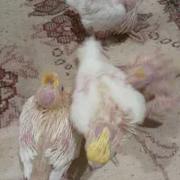 جوجه سرلاکی عروس هلندی