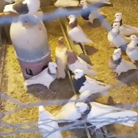 کبوتر طوقی دمبی، کلی، سینه ای