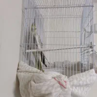 عروس هلندی نر و بازی گوش