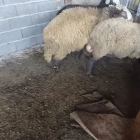 فروش گوسفند|حیوانات مزرعه|قائمشهر, |دیوار