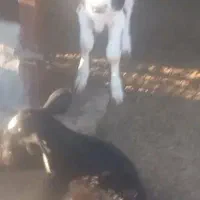 گوساله های هردونوع