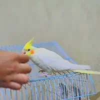 عروس هلندی لوتینو